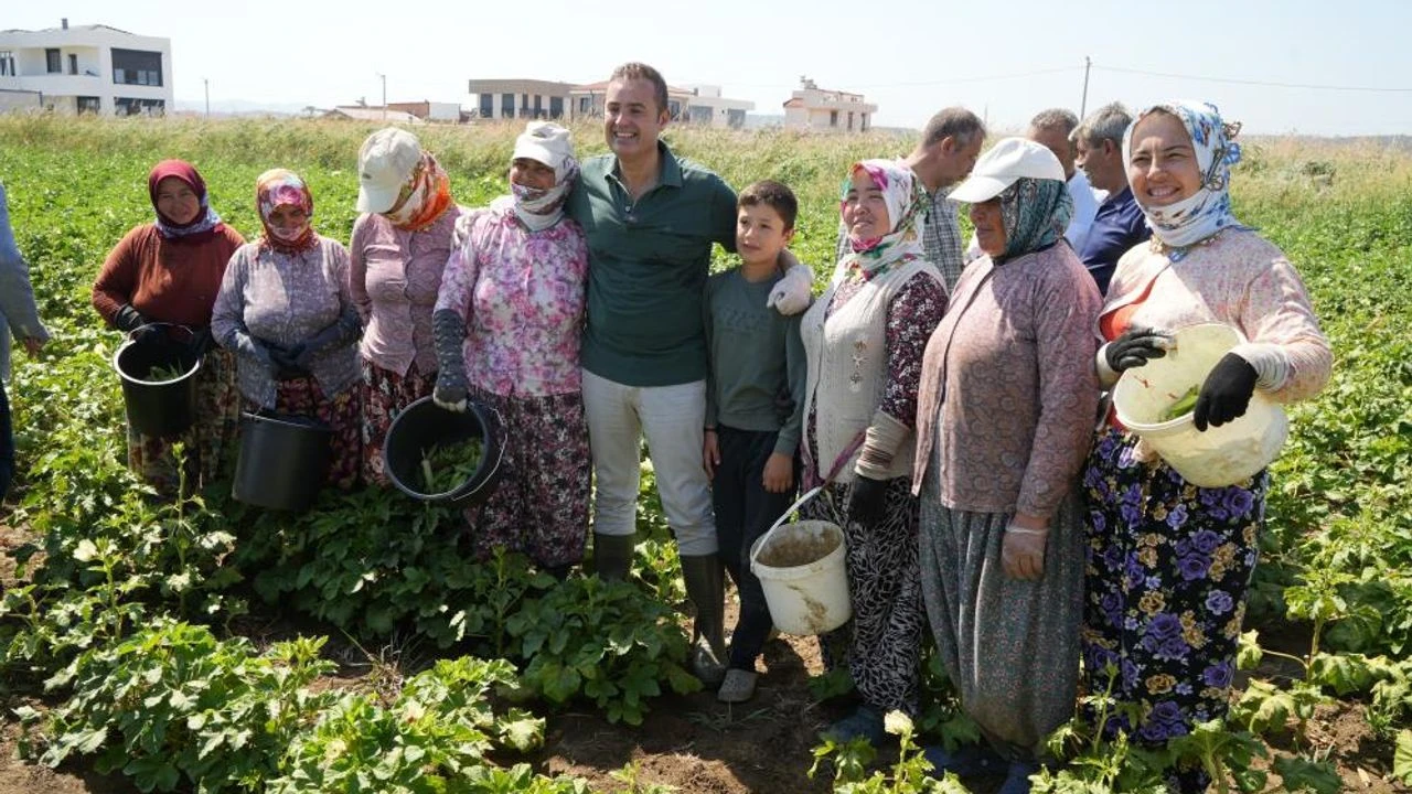 Balıkesir’de Bamya Hasadı Başladı